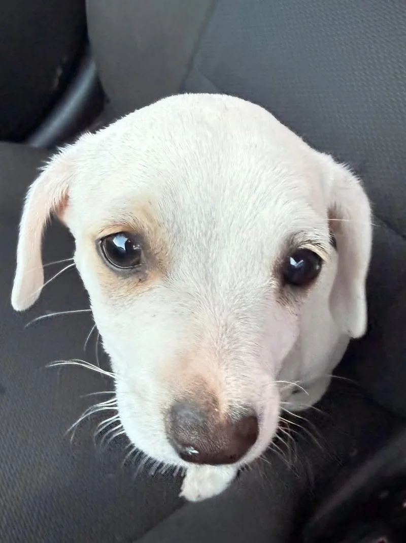 A baby small-sized male Dachshund dog named Zero for adoption in Brentwood, CA