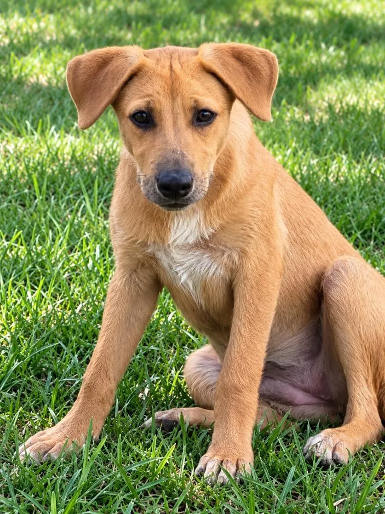 A baby extra large-sized female Labrador Retriever dog named Auburn for adoption in North Syracuse, NY