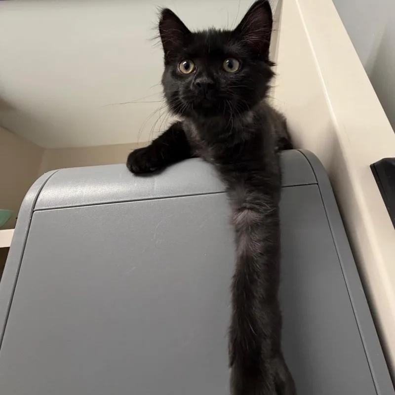 A baby small-sized male Black Domestic Medium Hair cat named Remus for adoption in Watertown, NY