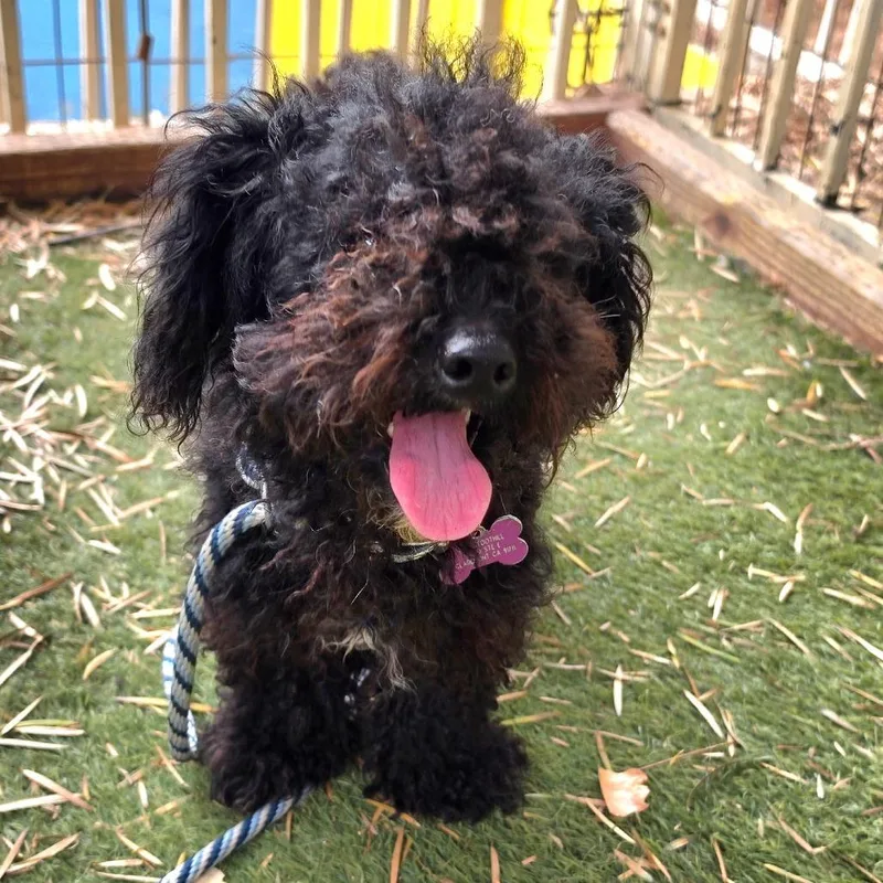 A young small-sized female Black Poodle dog named Lucy Chino Hills for adoption in Chino Hills, CA