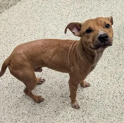 An adult medium-sized male Pit Bull Terrier dog named Milber for adoption in Atlanta, GA