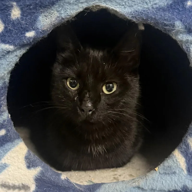 An adult small-sized male Black Domestic Short Hair cat named Mulberry for adoption in Marion, VA