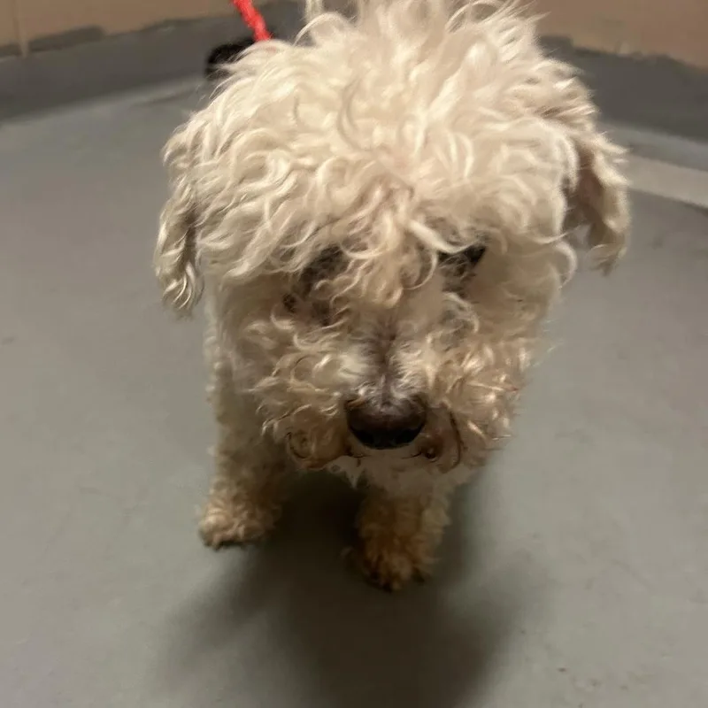 A senior small-sized female White / Cream Maltese dog named Isabel for adoption in Tacoma, WA