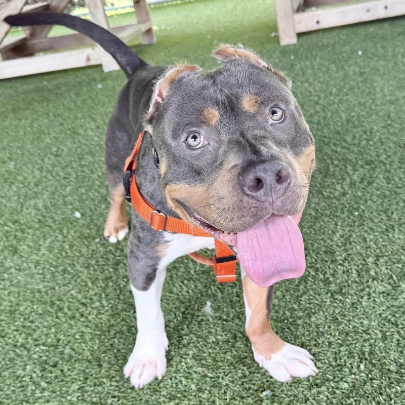 An adult medium-sized male Gray / Blue / Silver Pit Bull Terrier dog named Deuce for adoption in Eatontown, NJ