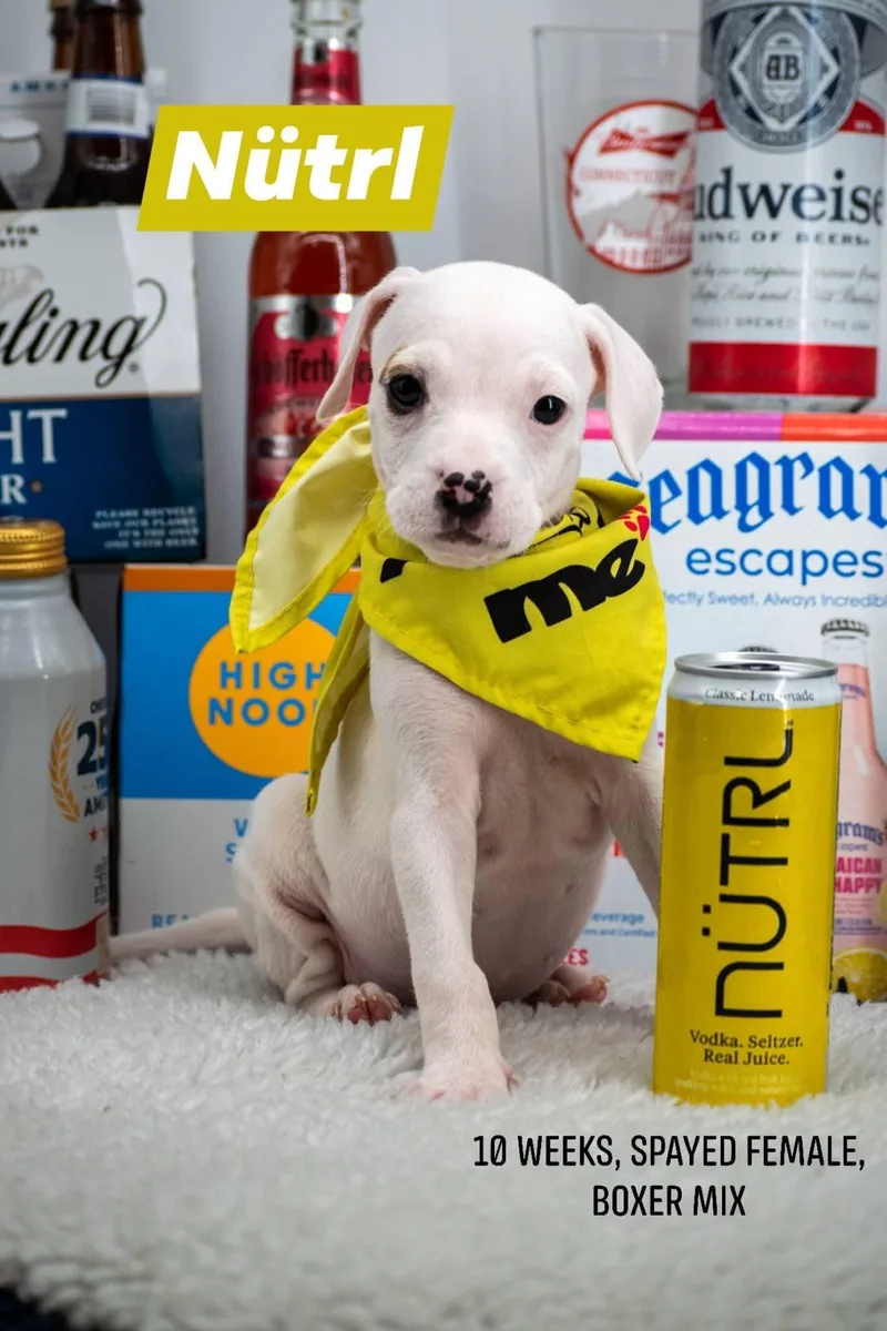 A baby small-sized female White / Cream Boxer dog named Nutrl for adoption in Sevierville, TN