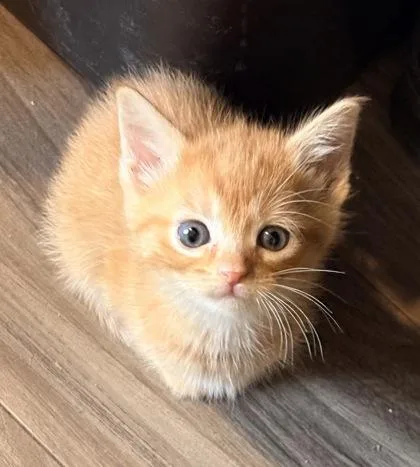 A baby small-sized female Domestic Short Hair cat named Poppy Seed for adoption in Paducah, KY