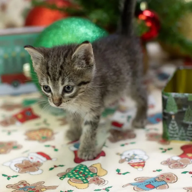 A baby small-sized female Gray / Blue / Silver Domestic Short Hair cat named DuchessC for adoption in East Saint Louis, IL