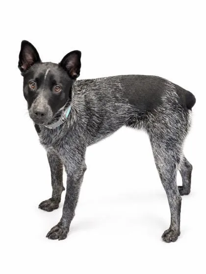 A young medium-sized male Cattle Dog dog named Smokey for adoption in Bowling Green, KY