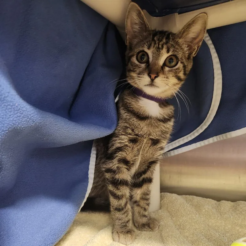 A baby small-sized female Brown / Chocolate Domestic Short Hair cat named Olive for adoption in Fort Wayne, IN