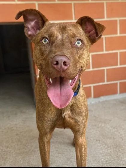 An adult medium-sized male Shepherd dog named Jax for adoption in San Antonio, TX