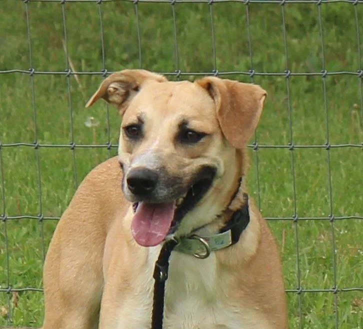 An adult medium-sized female Yellow / Tan / Blond / Fawn Black Mouth Cur dog named Roxy for adoption in Plain City, OH