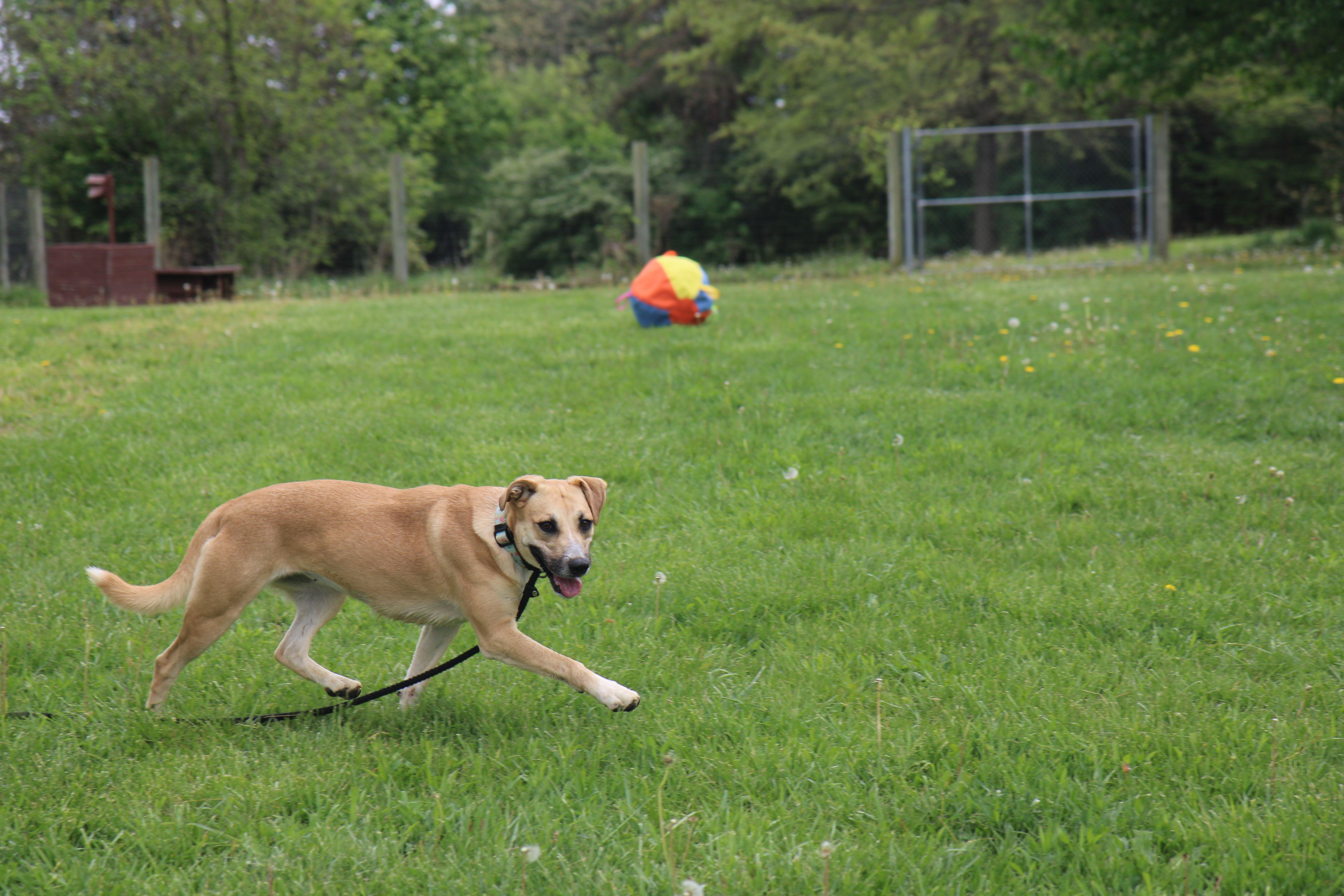 Roxy thumbnail 5
