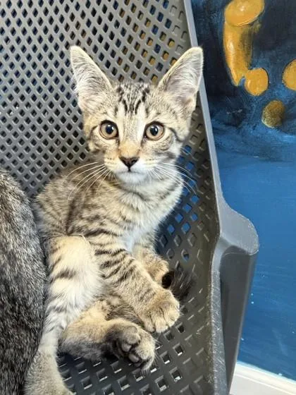 A baby small-sized male Black Domestic Short Hair cat named Cedar for adoption in Harbor Springs, MI