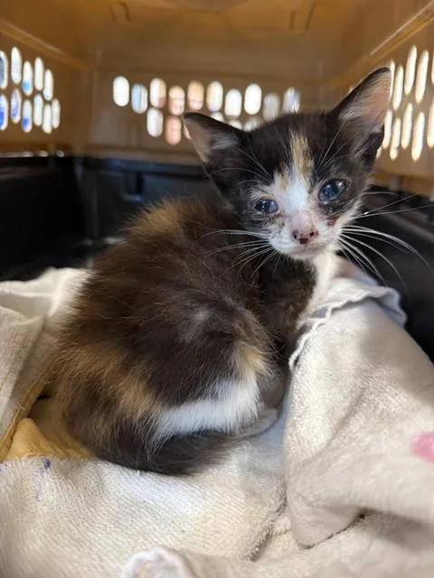 A baby small-sized female Domestic Short Hair cat named Angel Baby for adoption in Haw River, NC