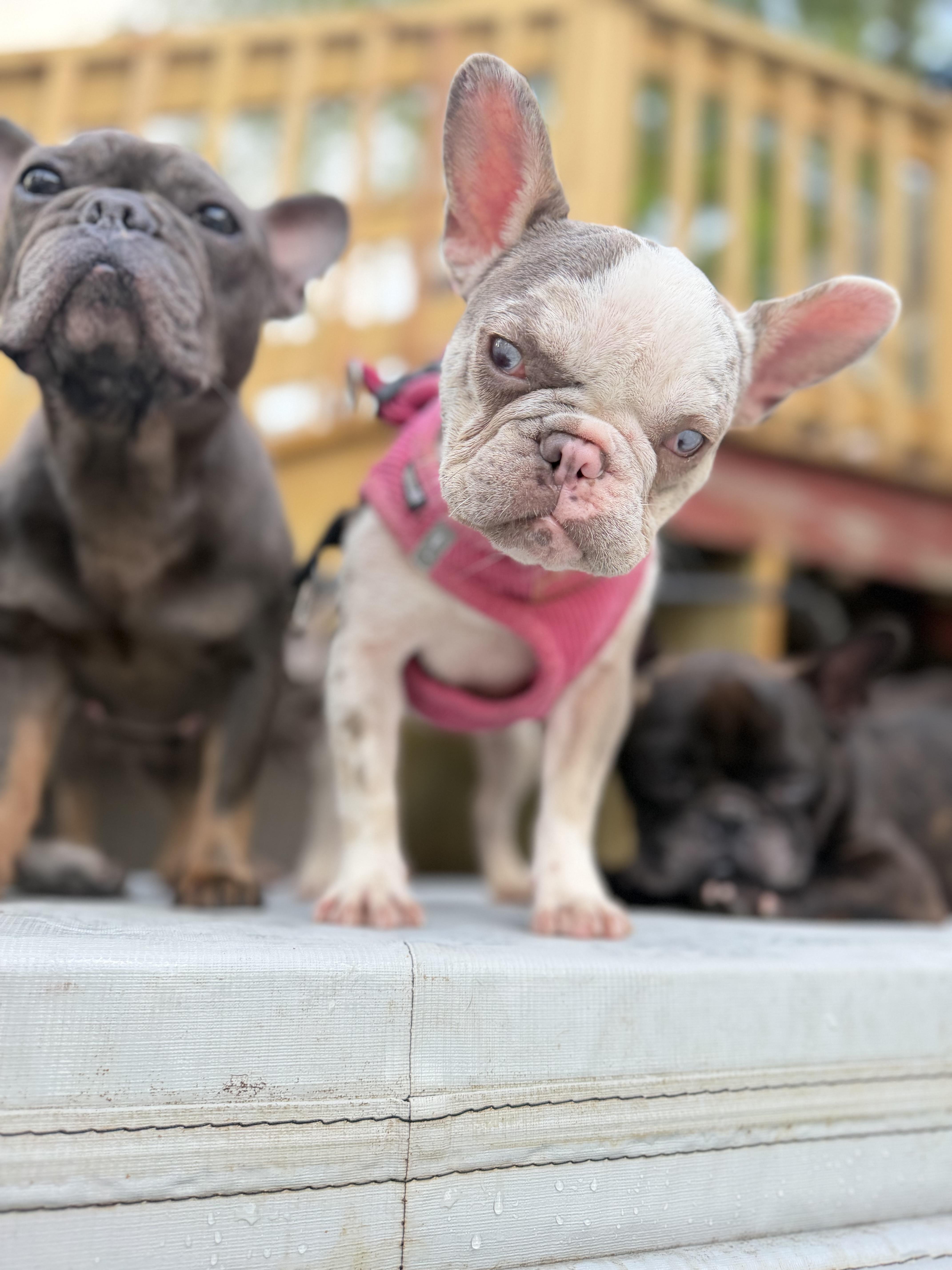A baby small-sized female French Bulldog dog named Celia for adoption in Decatur , IL