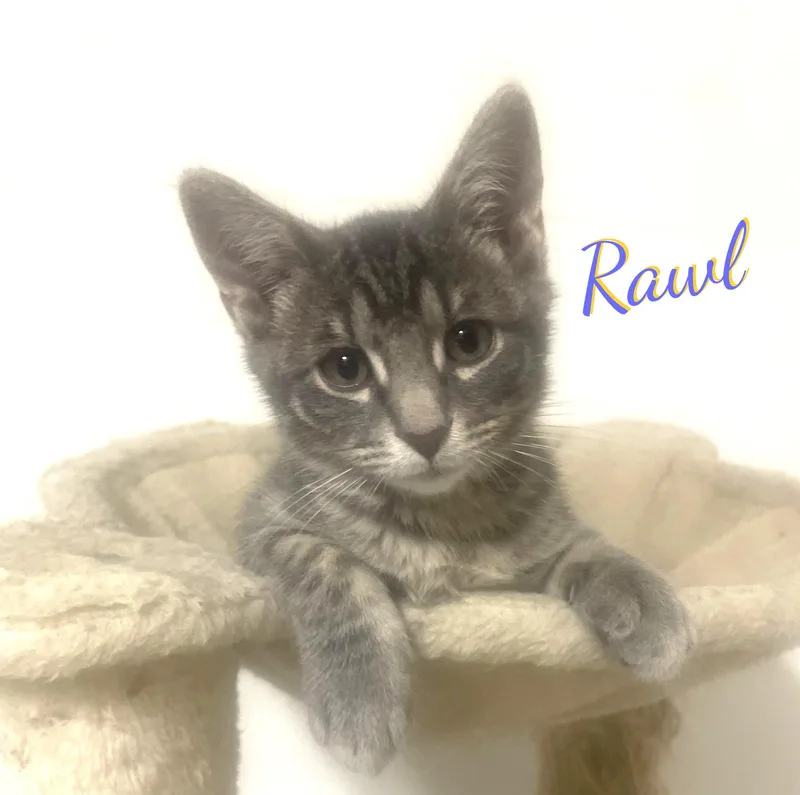 A baby medium-sized male Tabby cat named Rawl innocentface for adoption in Houston, TX
