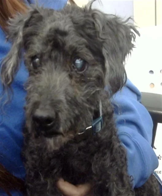 An adult small-sized male Poodle dog named Doodle for adoption in Dallas, TX