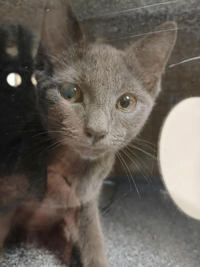 A baby large-sized male Domestic Short Hair cat named Leo for adoption in Greenfield, IN