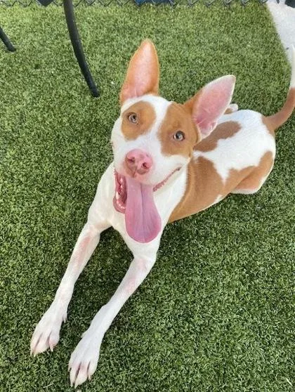 An adult medium-sized female Terrier dog named Ginger for adoption in Madison, NJ