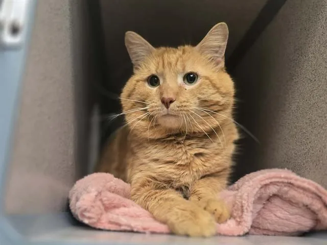 An adult small-sized male Domestic Short Hair cat named Cheeks for adoption in Aliquippa, PA