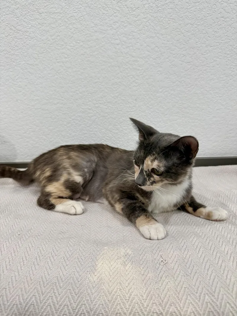 A young medium-sized female Tortoiseshell Domestic Short Hair cat named Evie for adoption in Las Vegas, NV