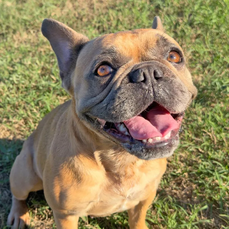 An adult small-sized female Mixed Breed dog named Letti for adoption in Leander, TX