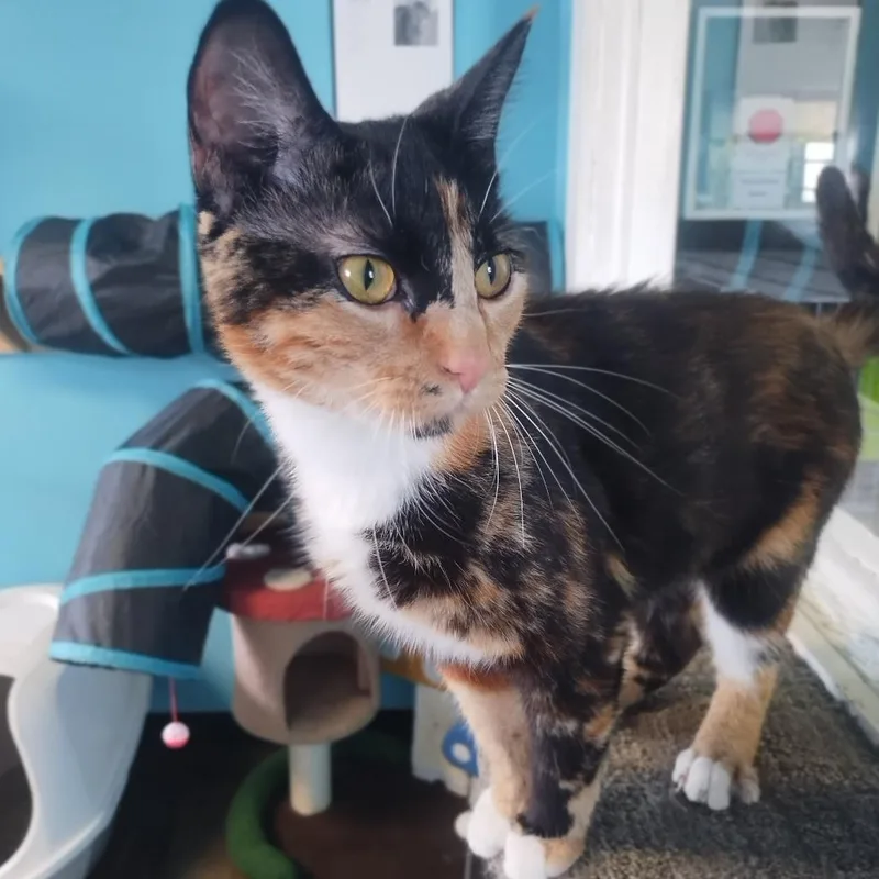 An adult large-sized female Calico Domestic Short Hair cat named Madame Clawdia for adoption in Edwardsville, IL