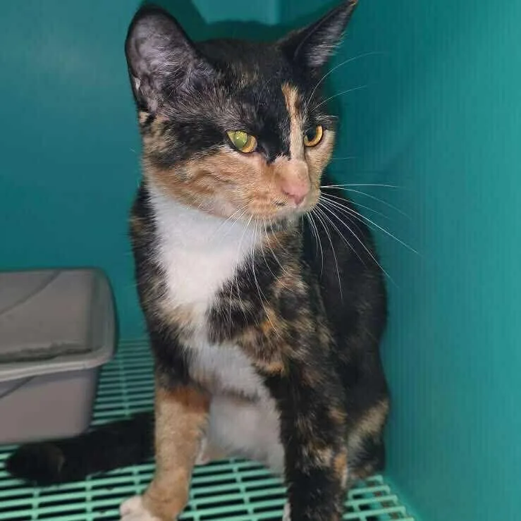 Madame Clawdia thumbnail 2