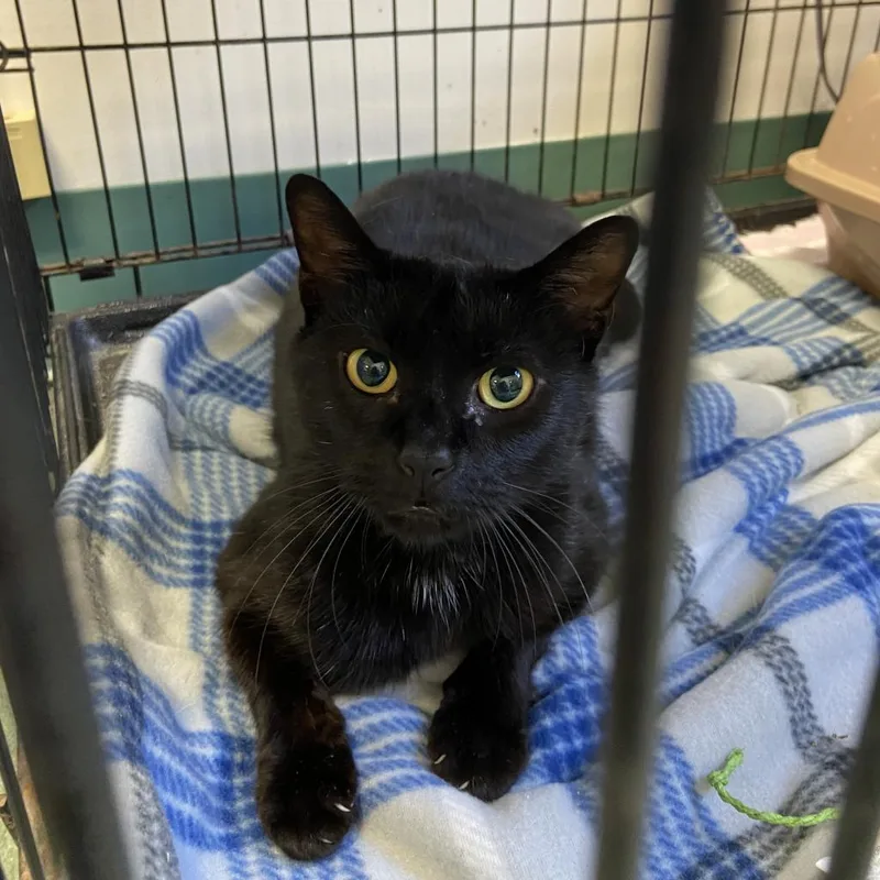 A senior small-sized female Black Domestic Short Hair cat named Cassie for adoption in Branford, CT