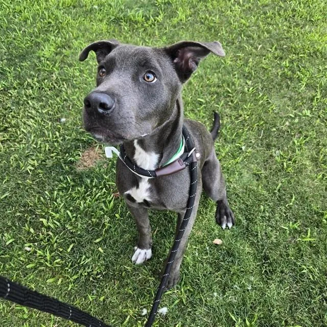 A young large-sized male Pit Bull Terrier dog named Hexagon for adoption in Phoenix, AZ