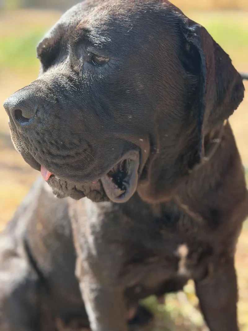 A young medium-sized female Cane Corso dog named Gigi for adoption in Glendale, AZ