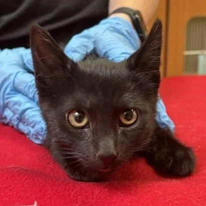 A baby small-sized male Domestic Short Hair cat named Howie for adoption in Murray, UT