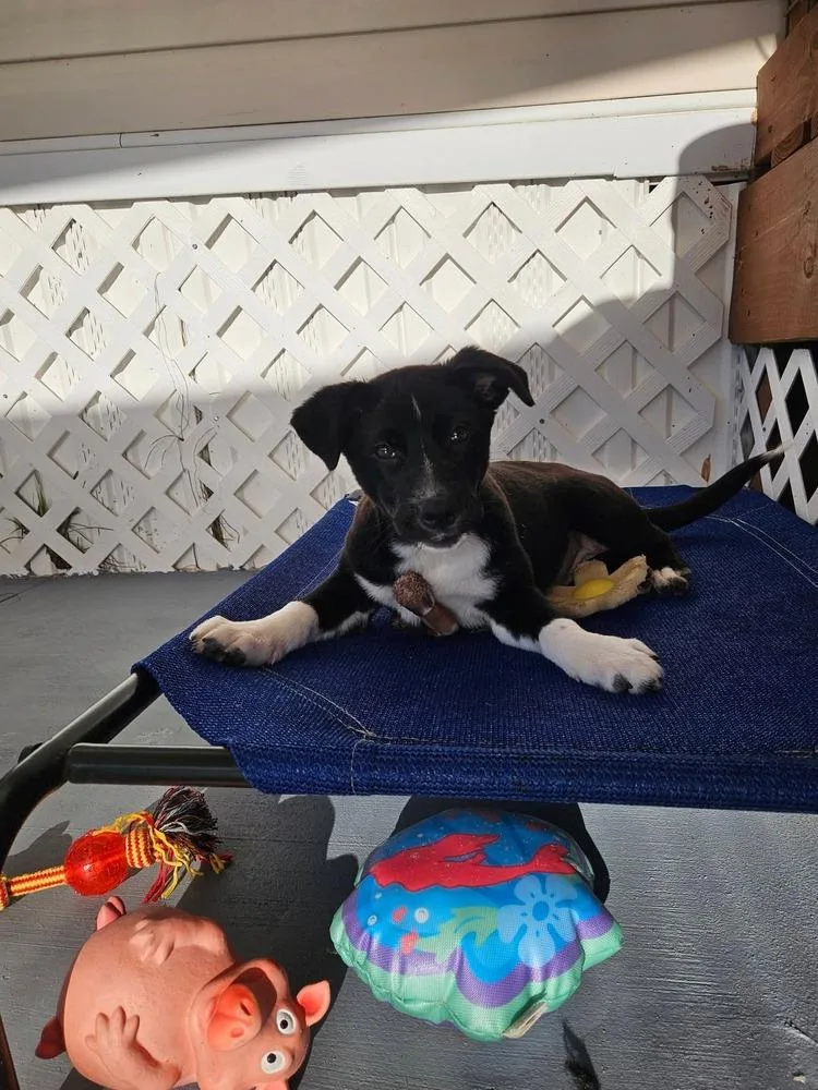 A baby medium-sized female Tricolor (Brown, Black, & White) Labrador Retriever dog named Edith for adoption in Winter Garden, FL