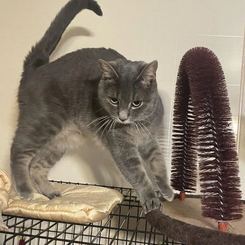 An adult medium-sized female Tabby (Gray / Blue / Silver) Domestic Short Hair cat named Tony for adoption in Lacon, IL