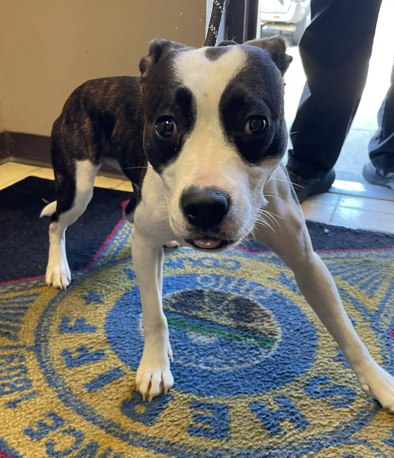 A young medium-sized female Pit Bull Terrier dog named Susie HOLD for adoption in Canton, OH