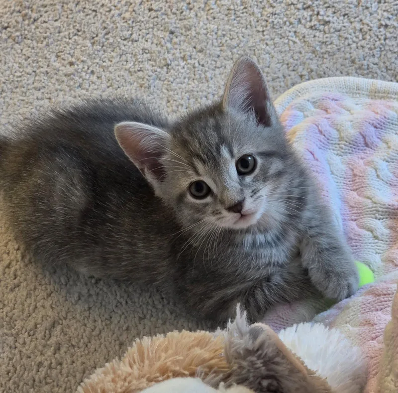A baby small-sized male Domestic Short Hair cat named Wallace for adoption in Pittsboro, NC
