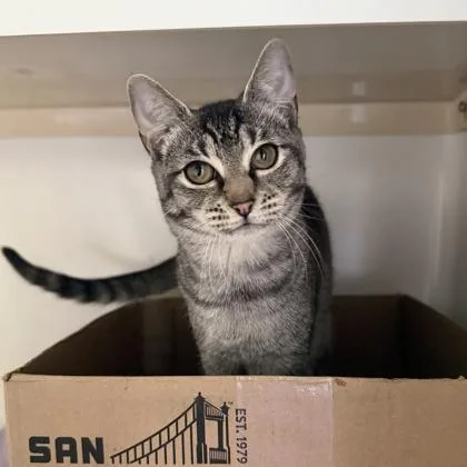A baby small-sized female Domestic Short Hair cat named Taylor for adoption in Honolulu, HI