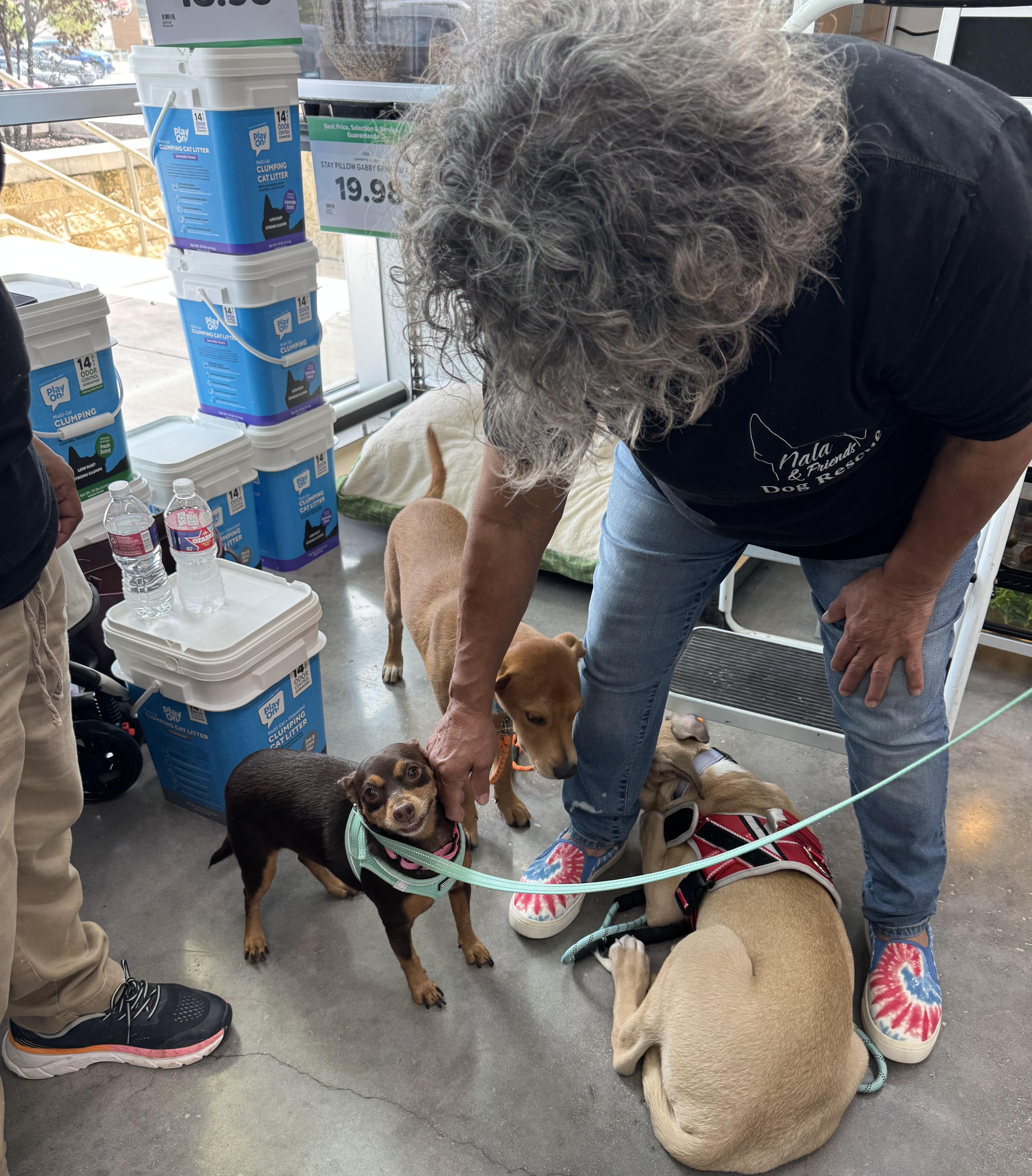 An adult small-sized female Chihuahua dog named Sophie for adoption in San Antonio, TX