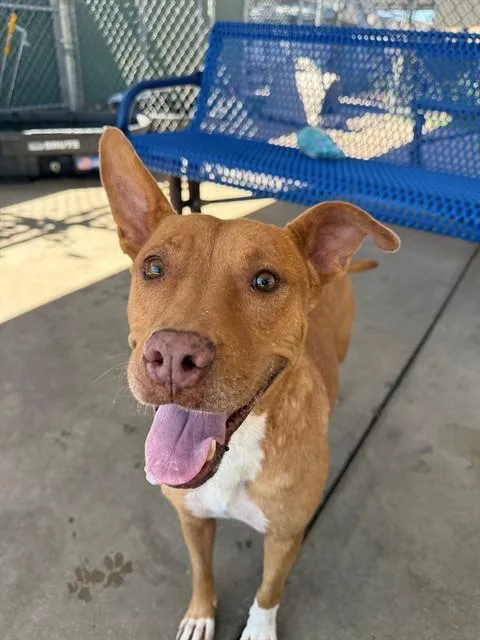 An adult medium-sized female Pit Bull Terrier dog named Apricot for adoption in Chula Vista, CA