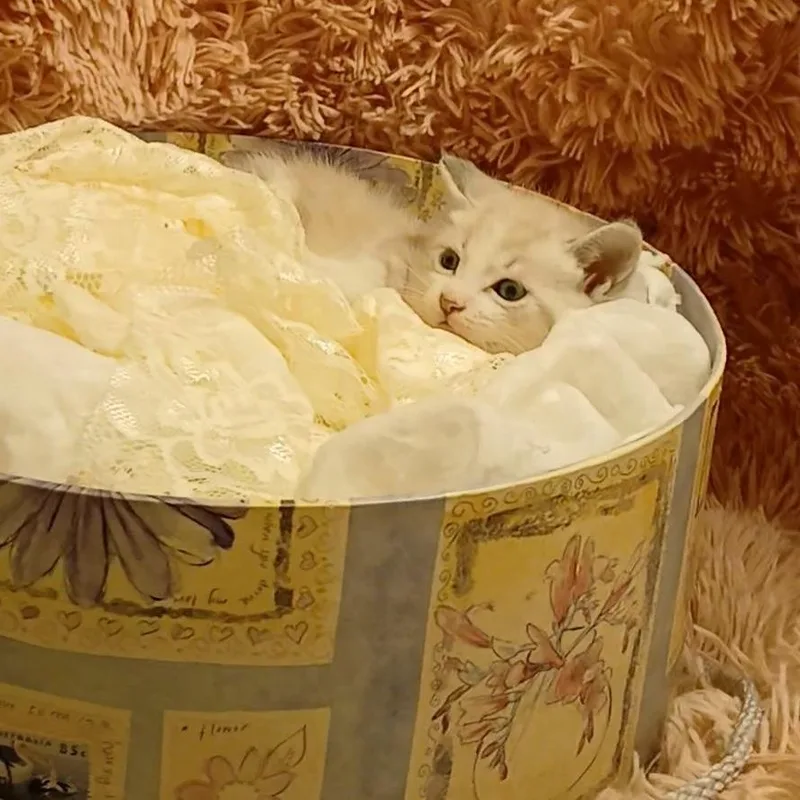 A baby small-sized male Cream / Ivory Siamese cat named Sarge for adoption in HUNTINGTON BEACH, CA
