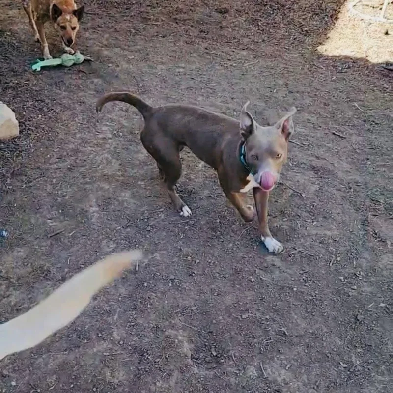 Xena thumbnail 3