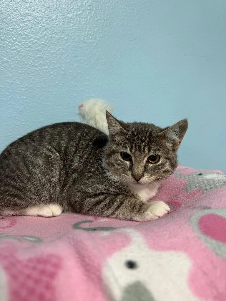 A baby small-sized male Domestic Short Hair cat named Jake for adoption in Brookings, OR