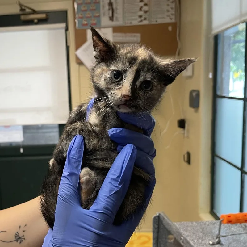 Frito