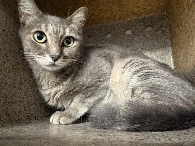 A young medium-sized female Domestic Short Hair cat named Eve for adoption in Panama City, FL