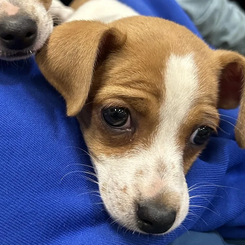 A baby small-sized male Chihuahua dog named Drew for adoption in Redwood City, CA