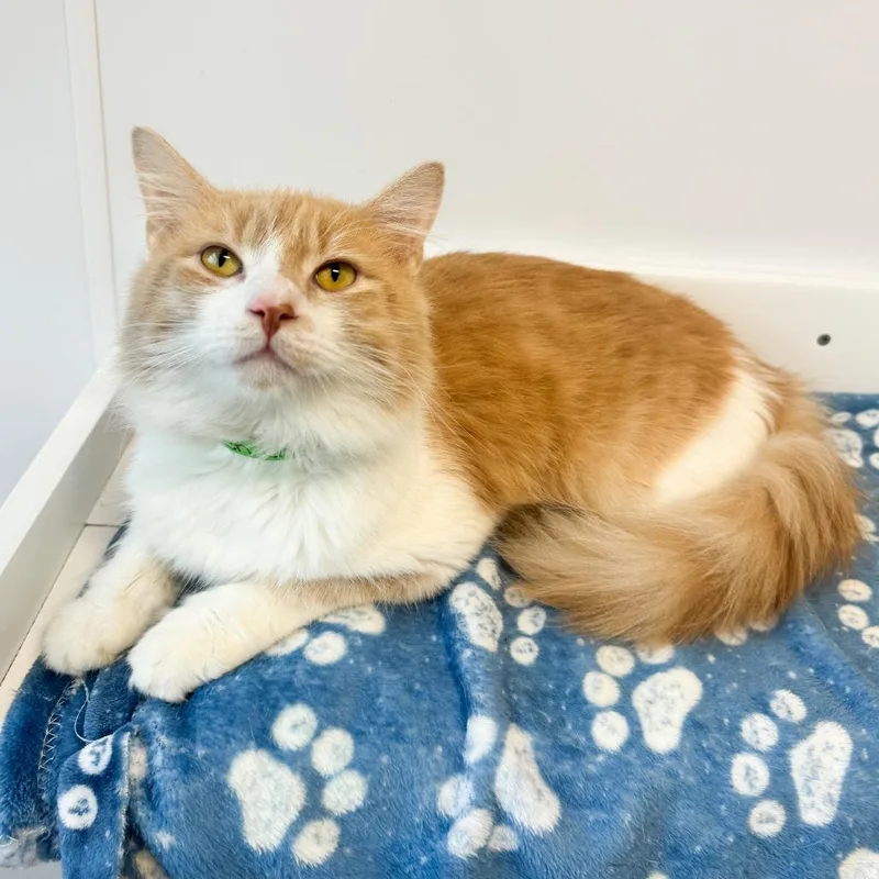 An adult medium-sized male Domestic Long Hair cat named Forbidden Cheeto for adoption in Fort Wayne, IN
