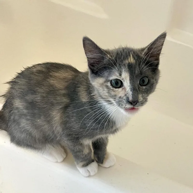 A baby small-sized female Gray / Blue / Silver Domestic Short Hair cat named Melanie for adoption in Bulverde, TX