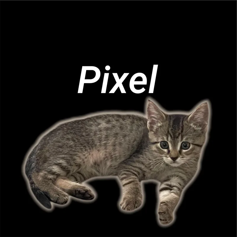 A baby small-sized male Tabby (Brown / Chocolate) Domestic Short Hair cat named Pixel for adoption in Auburn, CA