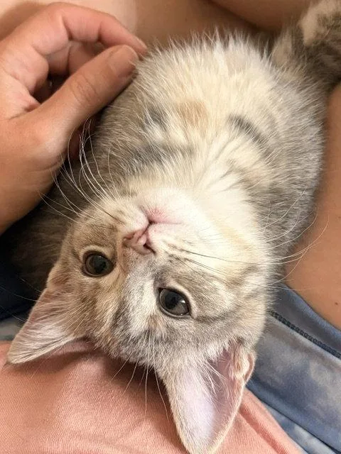A baby medium-sized female Domestic Short Hair cat named Ginger for adoption in Nashville, TN