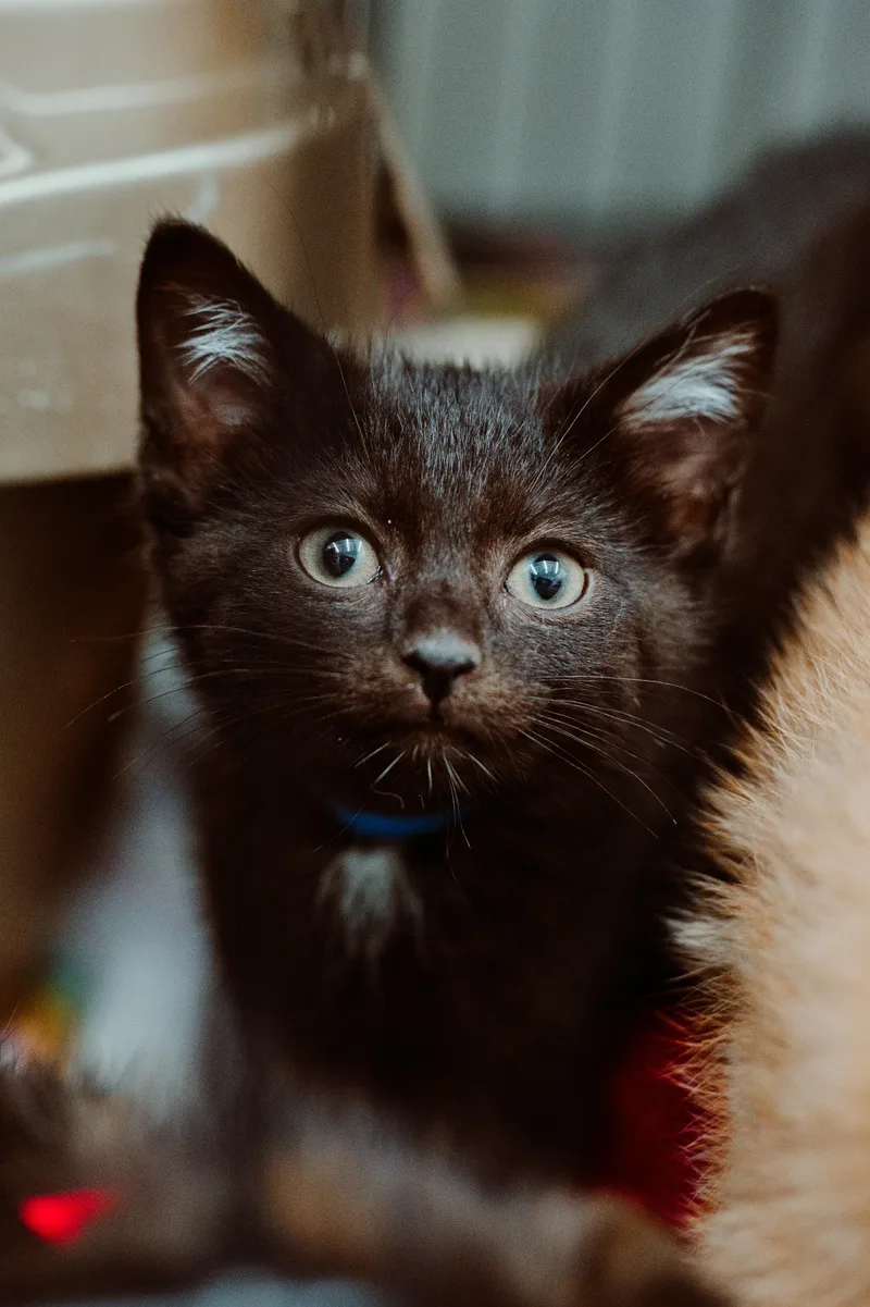 A baby medium-sized female Domestic Short Hair cat named Loose Change for adoption in Le Mars, IA